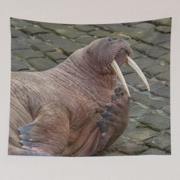 Item preview, Thor the walrus striking a pose designed and sold by AliMarleyPhoto.