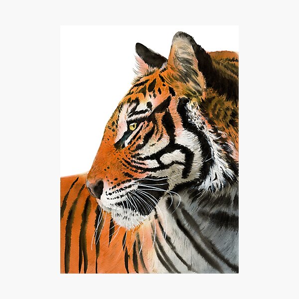 Watercolor illustration of a tiger Photographic Print