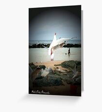 Seagul take off Greeting Card