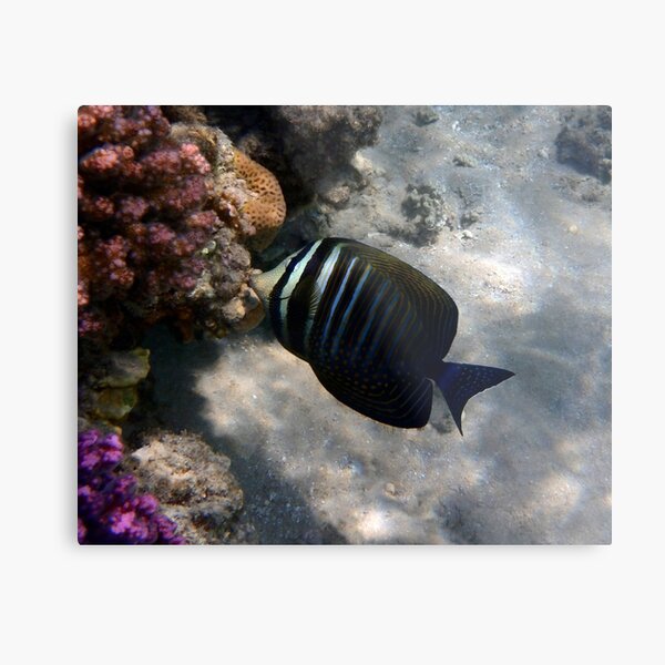 Red Sea Sailfin Tang Makadi Bay Metal Print