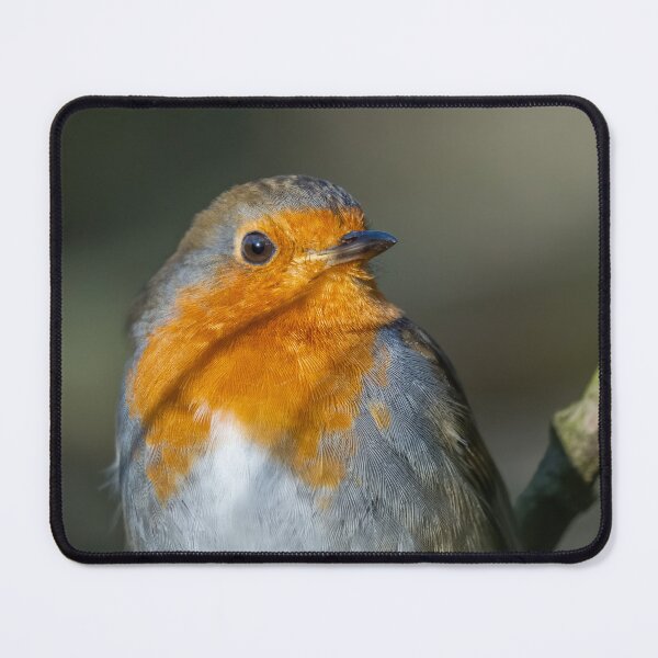 Item preview, Robin in the sun designed and sold by AliMarleyPhoto.