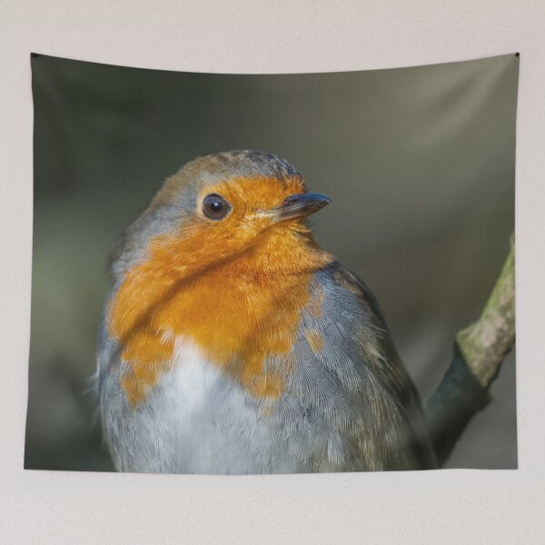 Item preview, Robin in the sun designed and sold by AliMarleyPhoto.
