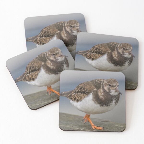 Item preview, Turnstone in the harbour designed and sold by AliMarleyPhoto.