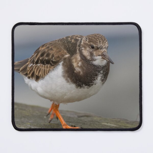 Item preview, Turnstone in the harbour designed and sold by AliMarleyPhoto.