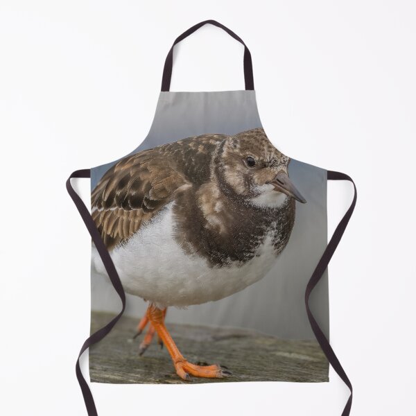 Item preview, Turnstone in the harbour designed and sold by AliMarleyPhoto.