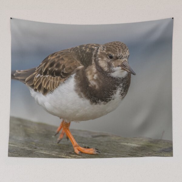 Item preview, Turnstone in the harbour designed and sold by AliMarleyPhoto.