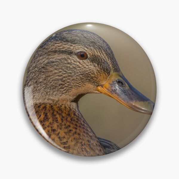 Item preview, female mallard duck designed and sold by AliMarleyPhoto.