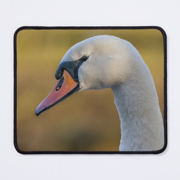Item preview, swan close up designed and sold by AliMarleyPhoto.