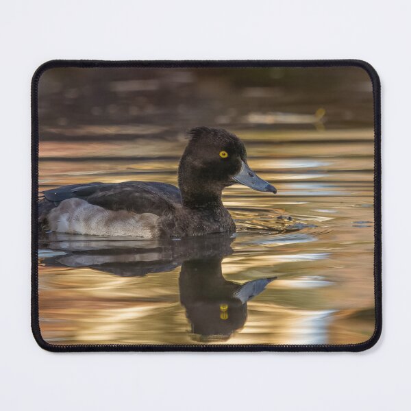 Item preview, tufted duck in golden light designed and sold by AliMarleyPhoto.