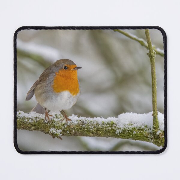 Item preview, robin in the snow designed and sold by AliMarleyPhoto.
