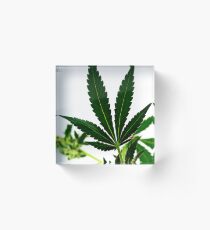 pot leaf Acrylic Block