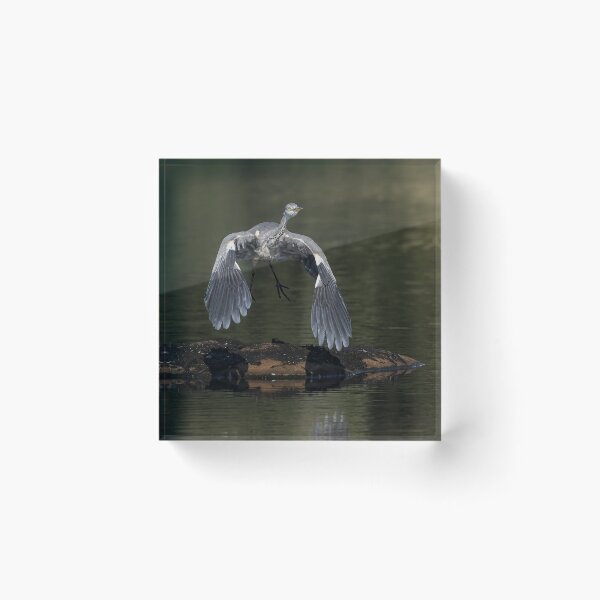 Item preview, heron take off designed and sold by AliMarleyPhoto.