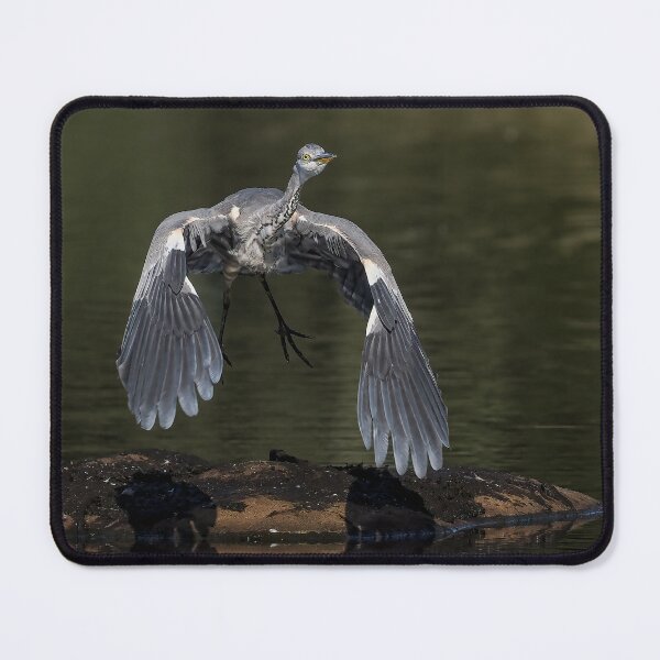 Item preview, heron take off designed and sold by AliMarleyPhoto.