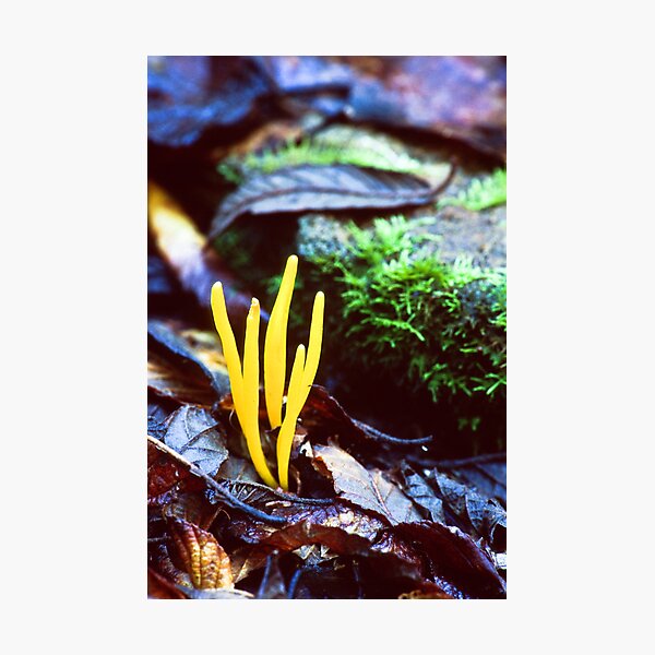 Item preview, Clavaria amoena designed and sold by David Lade.