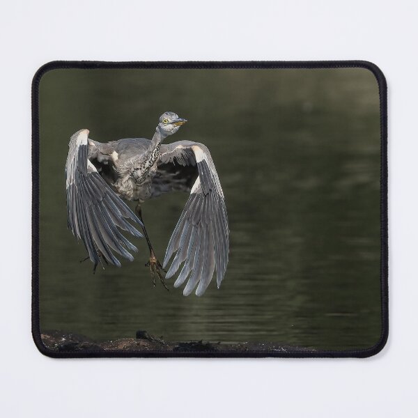 Item preview, heron take off designed and sold by AliMarleyPhoto.