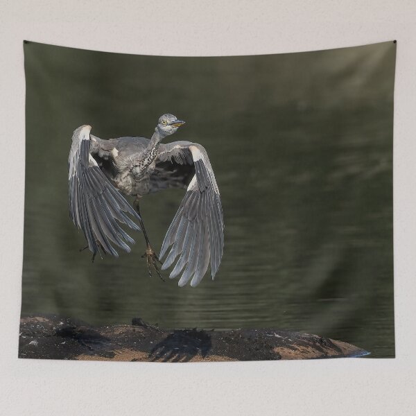 Item preview, heron take off designed and sold by AliMarleyPhoto.