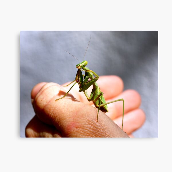The hitchhiker Metal Print