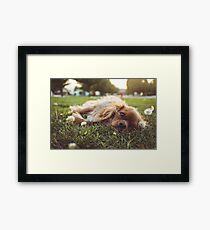 A Cavalier King Charles Spaniel lying on the lawn Framed Print