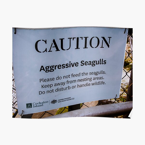 Caution Aggressive Seagulls Poster