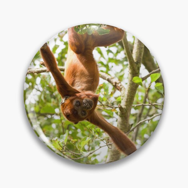 Item preview, Red Howler Monkey Hanging Around designed and sold by LFPPhotography.