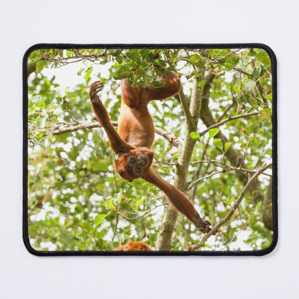 Item preview, Red Howler Monkey Hanging Around designed and sold by LFPPhotography.