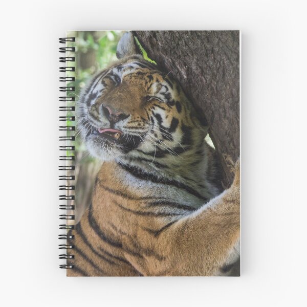 Artikelvorschau, Tiger, der seinen Baum kuschelt entworfen und verkauft von LFPPhotography.