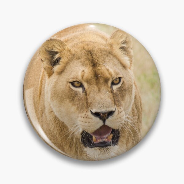 Item preview, Lion Patrolling its Surroundings  designed and sold by LFPPhotography.