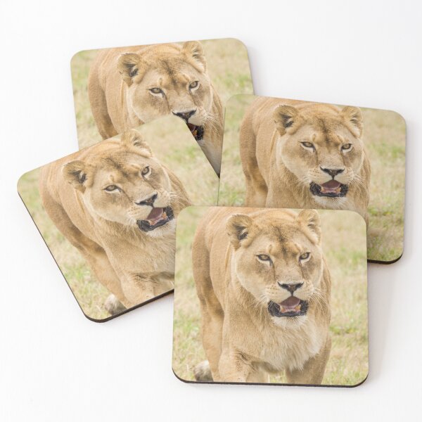 Item preview, Lion Patrolling its Surroundings  designed and sold by LFPPhotography.