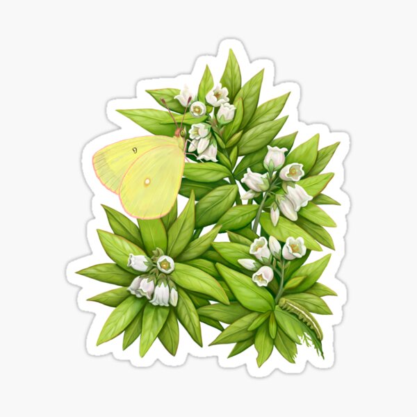 Sulphur Butterfly on Blueberry Flowers Sticker