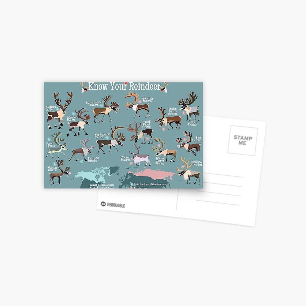 Know Your Reindeer Postcard