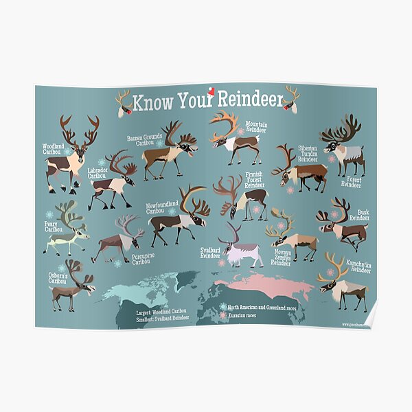 Know Your Reindeer Poster