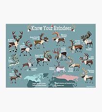 Know Your Reindeer Photographic Print