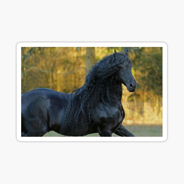Item preview, Friesian Stallion Olof designed and sold by NadeenD.