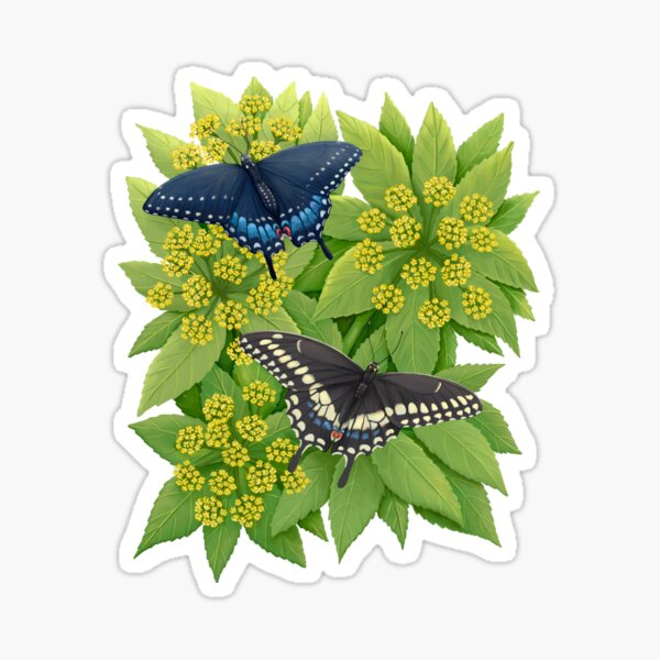 Black Swallowtail Butterflies Sticker