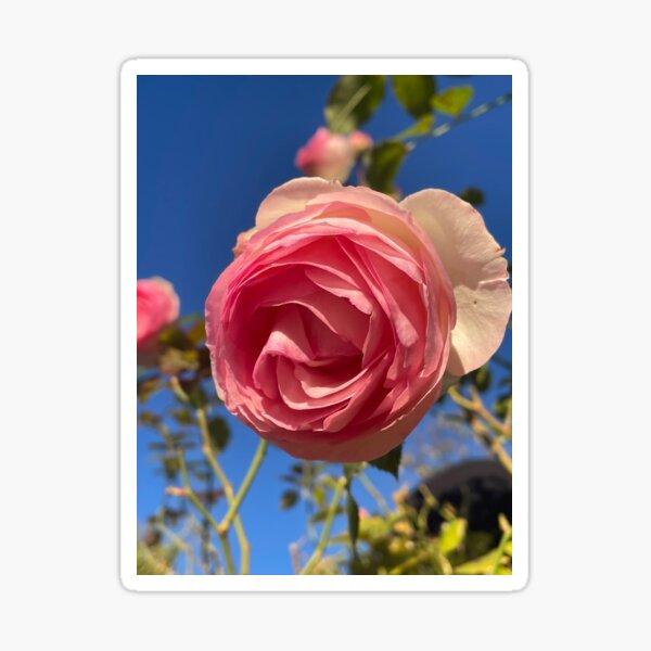 Item preview, A Rose and the Sky II designed and sold by Pisces-Pics.