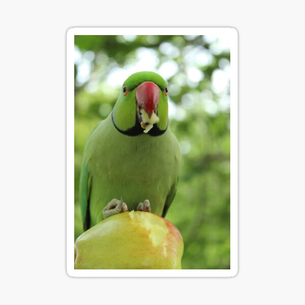Parakeet and Apple Sticker