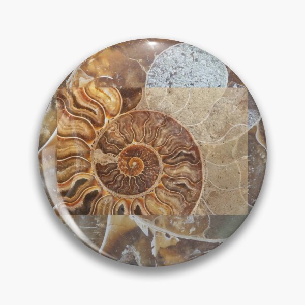Item preview, Prehistoric Shell Fossils Montage Assemblage Color Design  designed and sold by EarthArtDesigns.