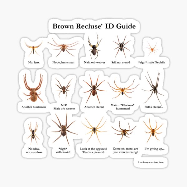 7 Tattoo ideas  brown recluse brown recluse spider recluse