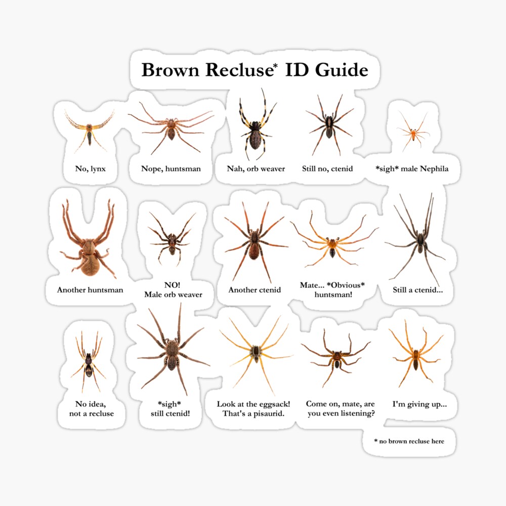 Brown Recluse ID Guide Poster