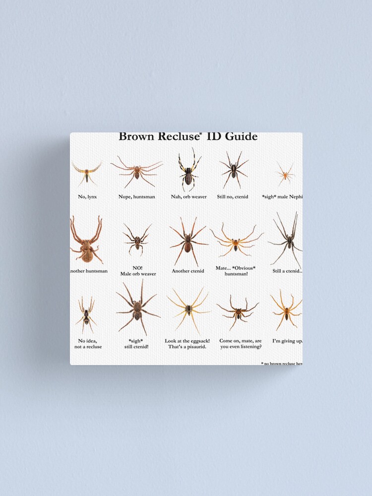 Brown Recluse Id Guide Canvas Print For Sale By Arthrolove Redbubble 2229