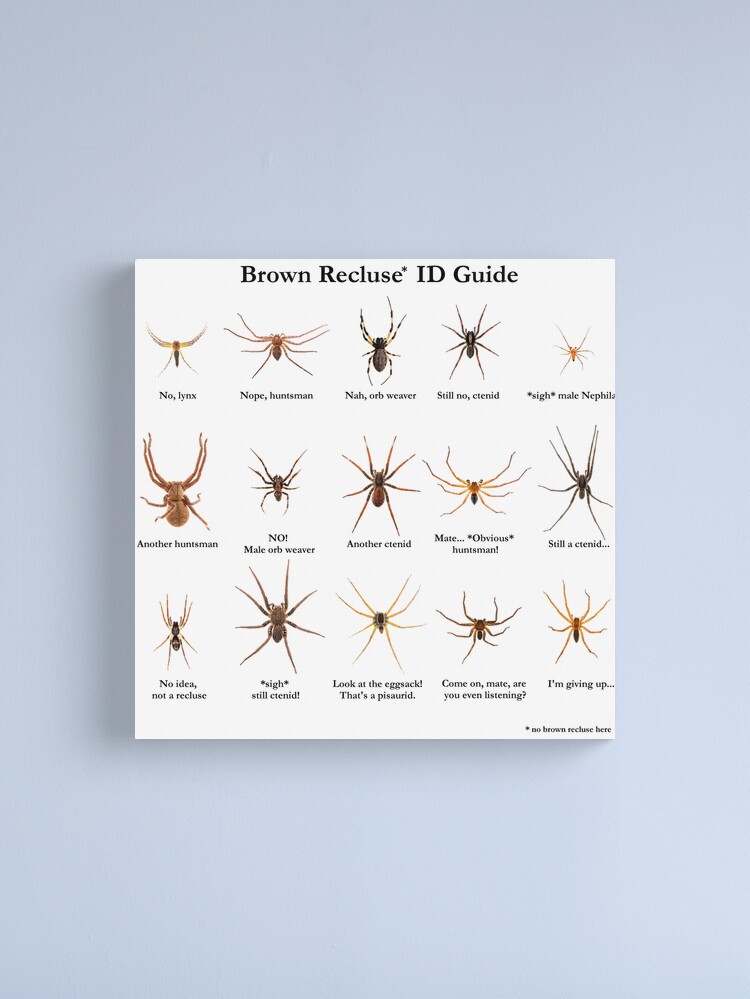 Spider Identification Guide