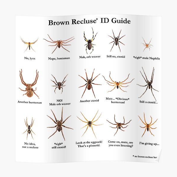 Brown Recluse Spiders Nebraska Extension In Lancaster County | atelier ...