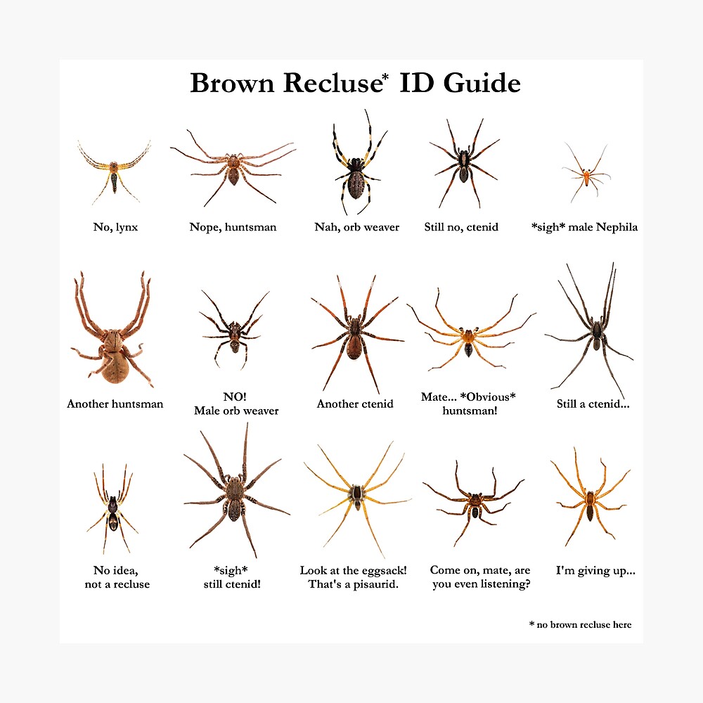 Brown Recluse ID Guide Poster