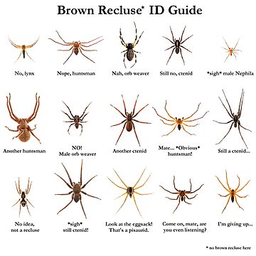 Spider Identification Guide