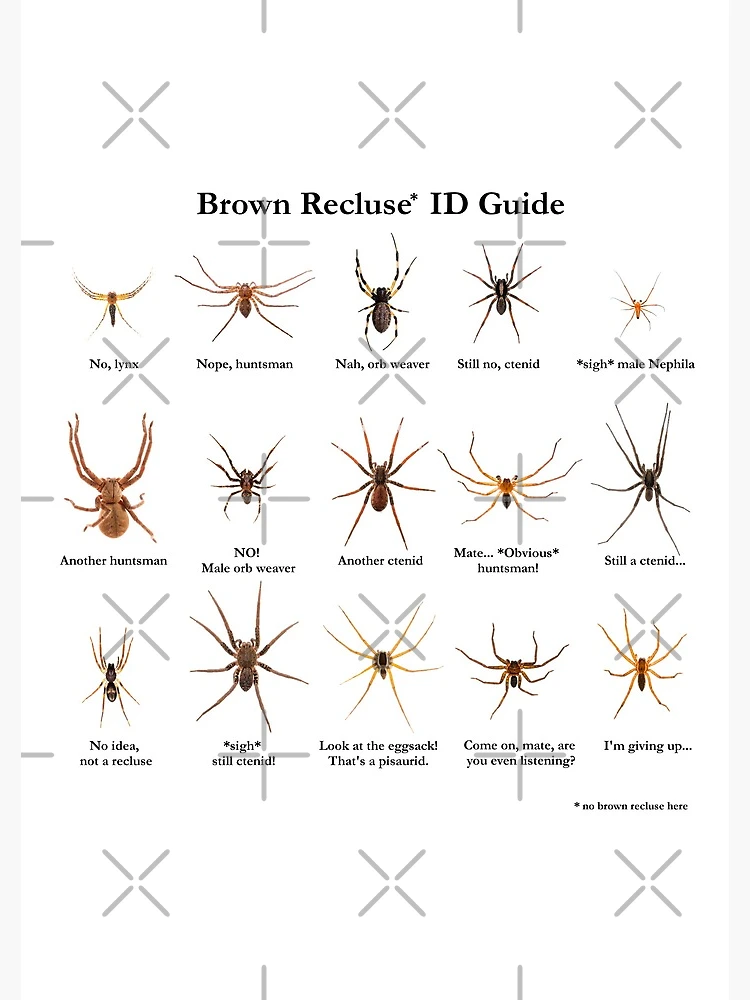 Fall Spider Identification Guide