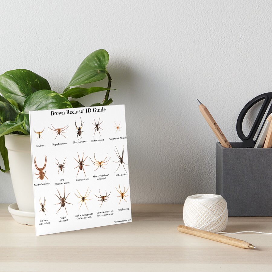 Brown Recluse Id Guide Art Board Print For Sale By Arthrolove Redbubble 0947