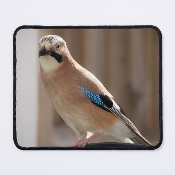Item preview, "The Majestic Jaybird: A Picture of Beauty and Boldness" designed and sold by EllesBellesArt.