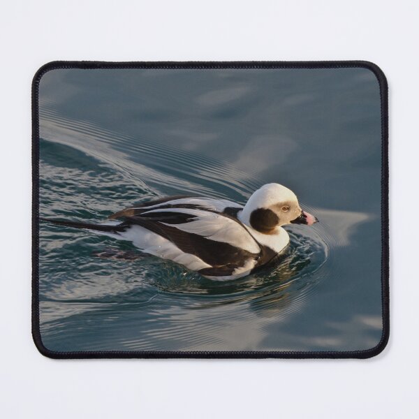 Item preview, Male Long Tail Duck at Harbourfront, Toronto, ON designed and sold by Gerda Grice Photography.