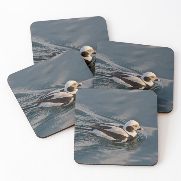 Item preview, Male Long Tail Duck at Harbourfront, Toronto, ON designed and sold by Gerda Grice Photography.