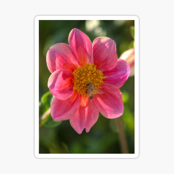 Item preview, Pink Dahlia and Bee  designed and sold by K D Graves Photography.